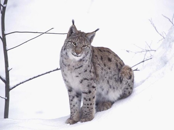 LYNX